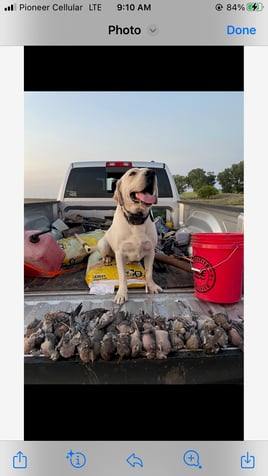 Oklahoma Dove Hunts