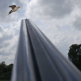 Dove Hunting in Woodson, Texas