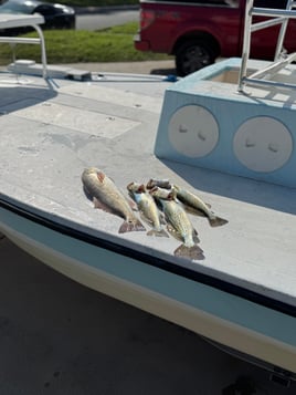 Bay fishing