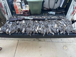Dove Hunt 🕊