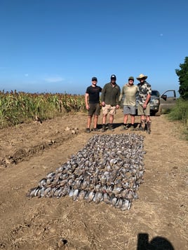 Premier Mexican Dove Hunts