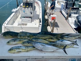 False Albacore, Mahi Mahi Fishing in Key West, Florida