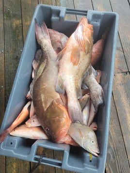 Red Grouper Fishing in Key West, Florida