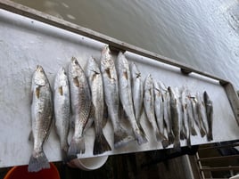 Speckled Trout Fishing in Pass Christian, Mississippi