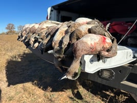 Duck Hunts with Lodging