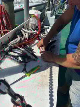 6 hour offshore