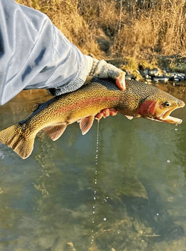 Walk & Wade Fly | Otter Creek