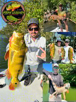 Peacock Bass + iguana Charter 