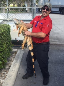 Iguana Fishing in Weston, Florida