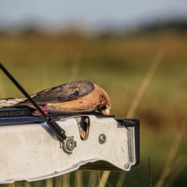 Garwood TX Dove Hunts