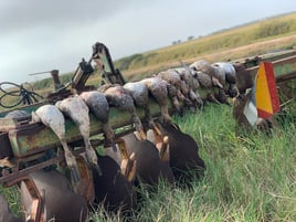 Garwood TX Duck Hunts