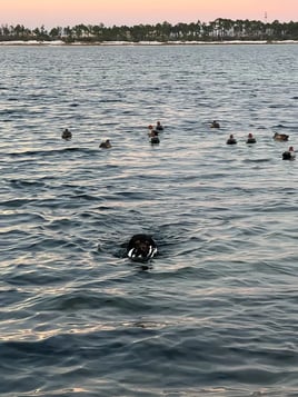 Waterfowl Hunts
