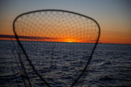 Lake Saint Clair Musky Fishing