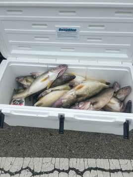 Filling the freezer trips.  (Trolling)