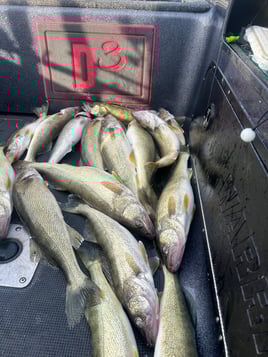Filling the freezer trips.  (Trolling)
