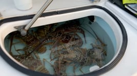 Craft Your Excursion: Snorkel, Fish, Lobster, Sandbar