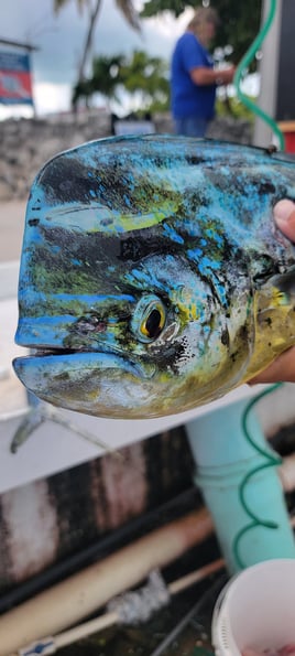 8 Hr Offshore Charter Big Game