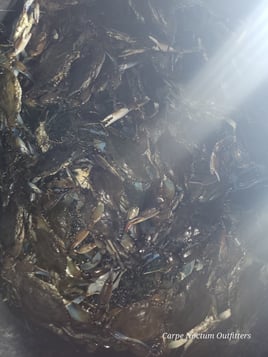 Crab Fishing in Spring Hill, Florida
