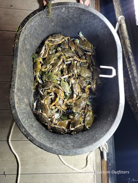 Crab Fishing in Spring Hill, Florida