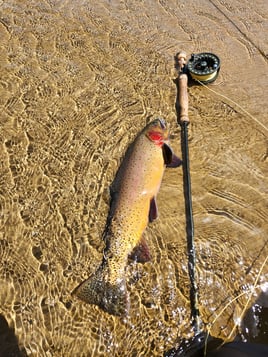 Fly Fishing the North Fork and White River