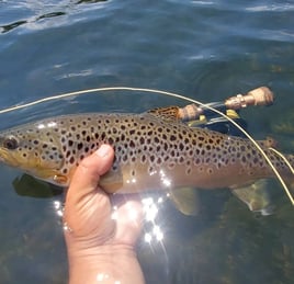 Fly Fishing the North Fork and White River