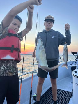 Trophy Blue Catfish