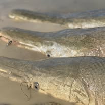 Alligator Gar Fishing