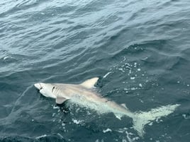 Shark hunt