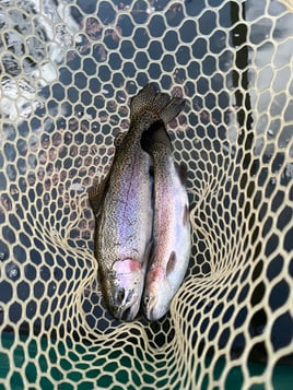 Trophy Rainbow Trout drift boat fly fishing trips