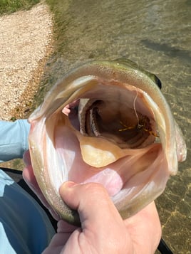 Fly fishing for Guadalupe Bass! 