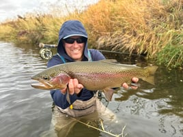 Creek Rainbow Trout