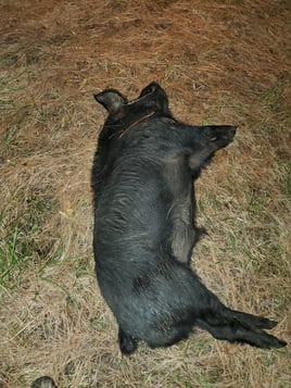 Hog Hunt