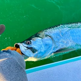 Tarpon Fishing Charter
