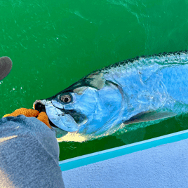 Tarpon Fishing Charter
