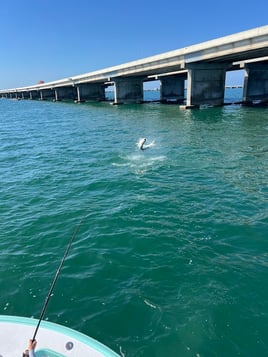 Tarpon Fishing Charter