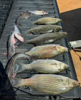 Bass Fishing Richland Chambers Lake
