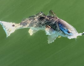 St. Augustine Inshore Trip