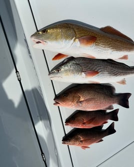 St. Augustine Inshore Trip