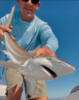 Sebastian Coastal Tarpon and Shark