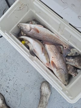 4hr trip