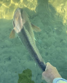 Navarre Beach Inshore Fly Fishing