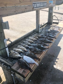 Flounder gigging