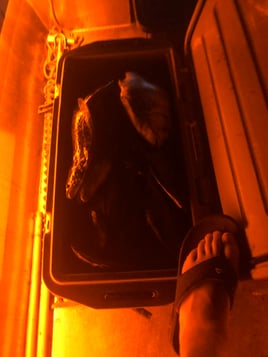 Flounder gigging