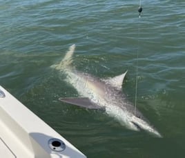 4 Hour Inshore Fishing 