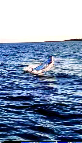 Family shark fishing 