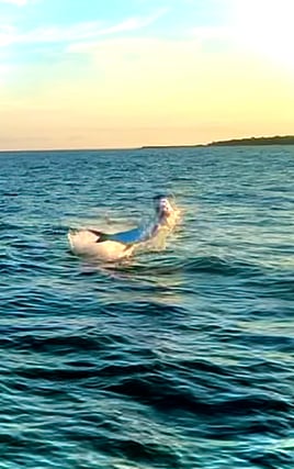 2 hr family shark fishing 