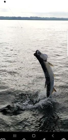 2 hr family shark fishing 