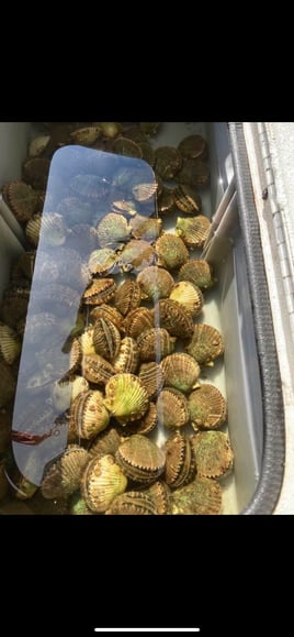 Scalloping (Easter egg hunt)