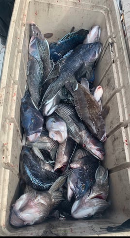 Black seabass and scup 