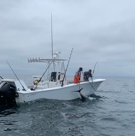 Black seabass and scup 